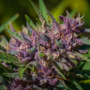 Whitethorn Rose Sungrown Flower (1/8oz)